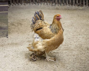 水牛鸡与过度的多色羽毛，覆盖腿和脚。 美国的肉类品种。 医