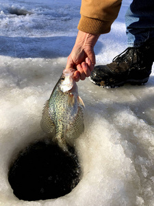 渔夫在冰上捕鱼时把一只放回湖里