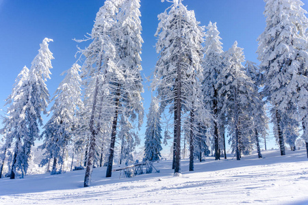 阳光下山上白雪覆盖的树木