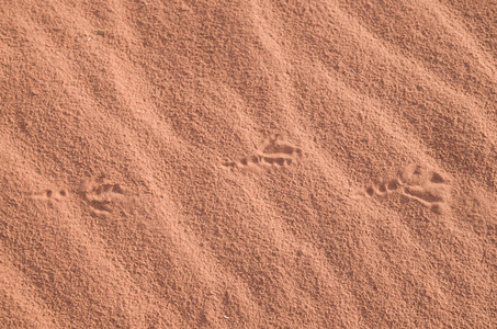 红沙中的足鸟印记