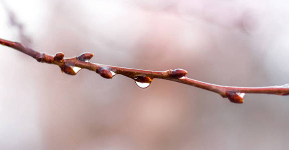 雨点打湿了树枝