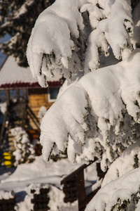 白雪覆盖了白树和树枝