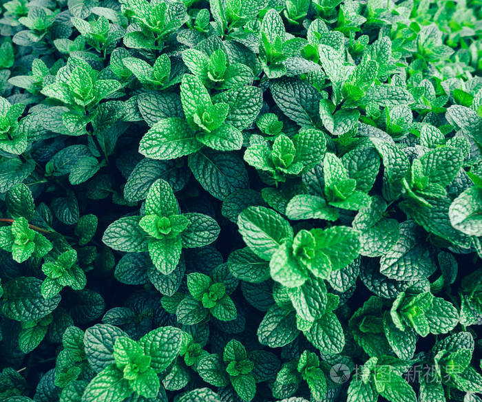 种在菜园里的绿色薄荷植物