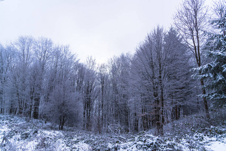 白雪覆盖的树木和树枝