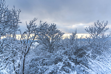 白雪覆盖的树木和树枝