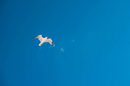 蓝天背景上的海鸥。 晴空万里海鸥张开翅膀飞翔