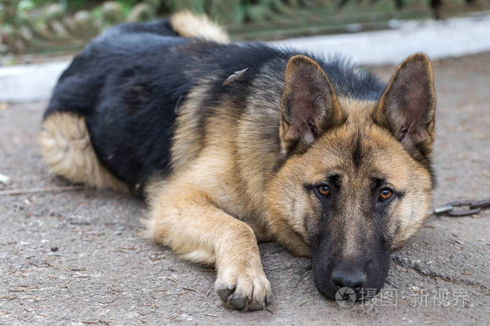 德国牧羊犬,年轻的东欧牧羊犬,草地上的德国牧羊犬,公园里的一只狗