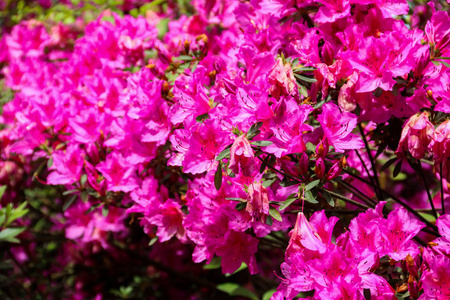 花园里盛开的粉红色杜鹃花