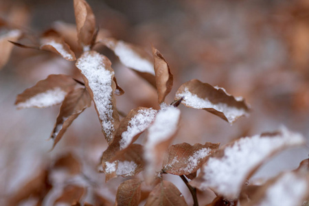 山毛榉树叶覆盖着雪。 枯叶上的新鲜雪。 冬天的季节。