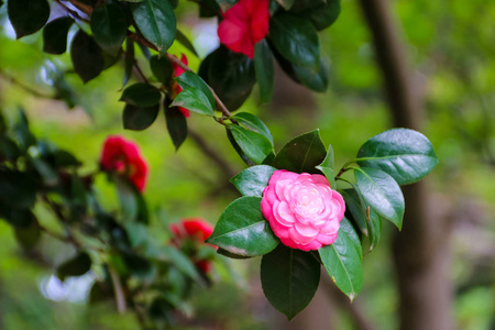 春天花园里美丽的山茶花