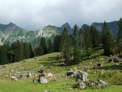 瑞士圣加伦州圣塔萨尔普地区的高山景观
