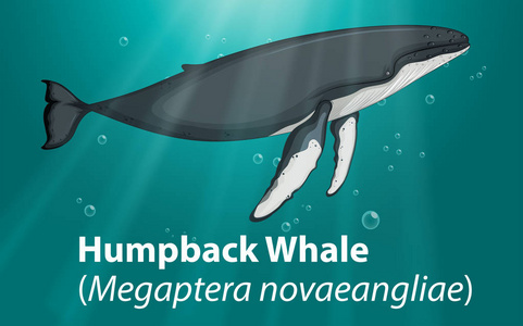 座头鲸深海插图