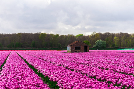 在多云的天空下看粉红色郁金香盛开的田野