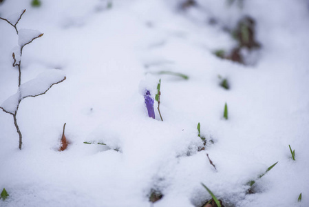 早春生长在积雪覆盖的森林地板上的野生番红花