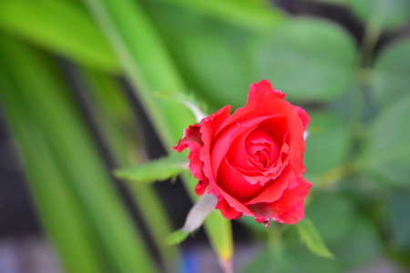 美丽盛开的红玫瑰花，背景模糊