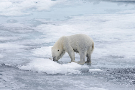 北极熊在北冰洋的冰层上