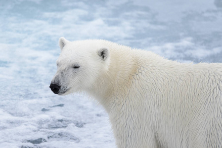 s Ursus maritimus head close up