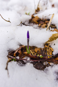 早春生长在积雪覆盖的森林地板上的野生番红花