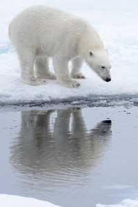 北极熊望着他在北极海冰上的倒影