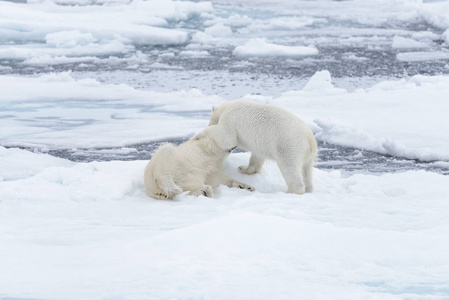 两只年轻的野生北极熊在斯瓦尔巴以北的北冰洋的冰堆上玩耍