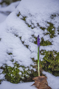 早春生长在积雪覆盖的森林地板上的野生番红花