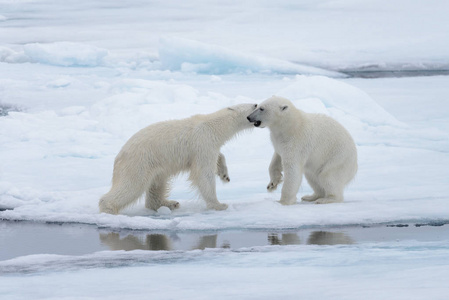 两只年轻的野生北极熊在斯瓦尔巴以北的北冰洋的冰堆上玩耍