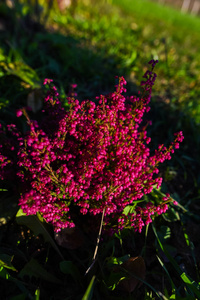 在阳光下的粉红色小花丛图片