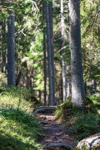 夏季森林中绿色树叶的旅游步道