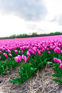 在多云的天空下看粉红色郁金香盛开的田野