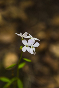 合上绚丽多彩的花朵