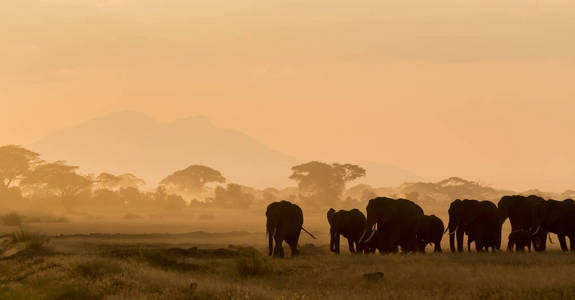 傍晚时分，大象在野外行走的黑暗轮廓。