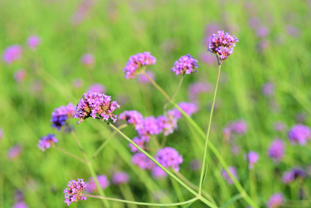 紫色的花和蜜蜂