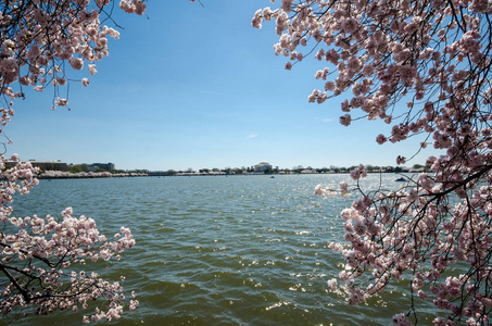 自然框架与粉红色樱花花树在华盛顿特区潮汐盆地与杰斐逊纪念馆的背景。
