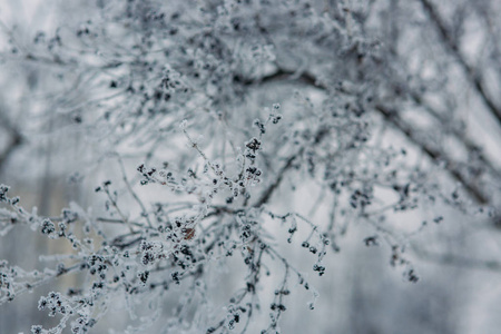 雪覆盖的树枝。特写。冬天