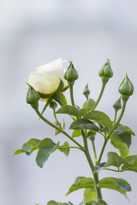 白色玫瑰花，灰色背景