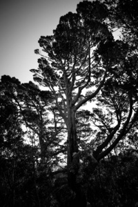 白天的树木黑白图像