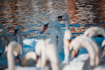 白天天鹅成群结队地在湖边图片