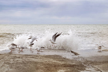 一群海鸥从防波堤上起飞，在海边日落后被海浪吓住