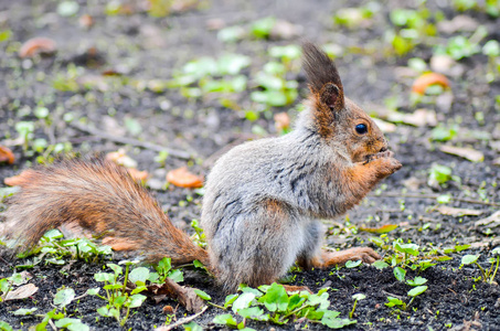松鼠在明斯克公园啃坚果