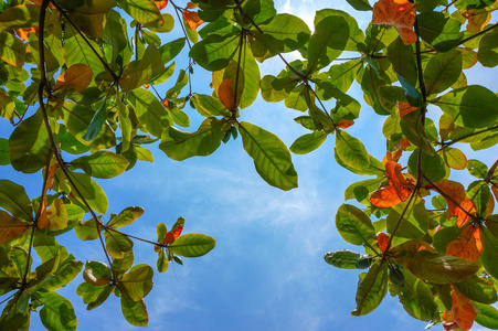 绿叶越过蓝天背景春天的季节自然背景。 带有选择性聚焦的特写照片