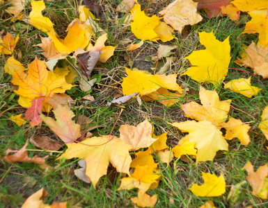 地上五颜六色美丽的秋叶