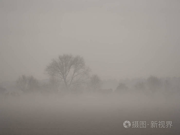 下午雾很大的风景,有树木和无云的天空