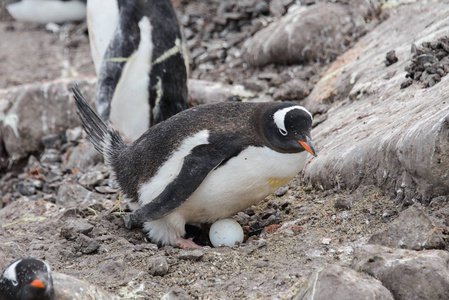 企鹅在巢里带蛋