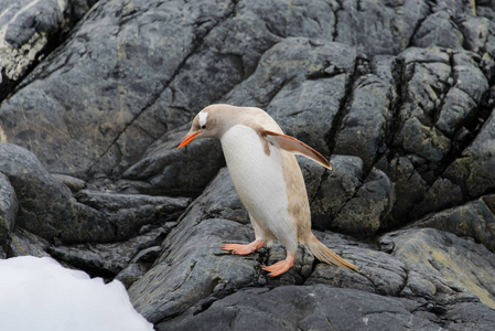 企鹅白化在自然界