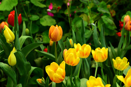 冬天的花橙色的郁金香红色的，泰国公园里五颜六色的植物