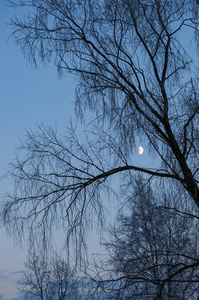天空中的月亮透过树枝闪耀