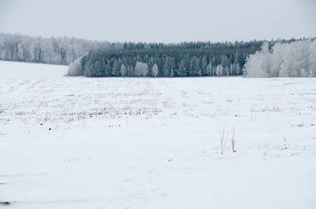 有田野和森林的冬季景观