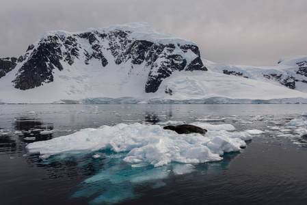 冰上的豹海豹