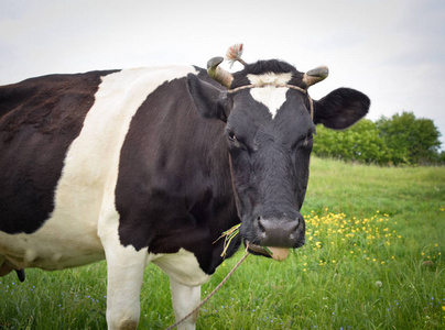 牧场上的奶牛肖像。 奶牛在绿色田野的背景上。 牛场上美丽的滑稽母牛在田野上放牧。