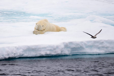 北极熊卧在冰面上，雪在斯瓦尔巴以北的北极
